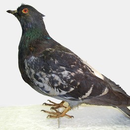 Чучело. Голубь сизый. Columba livia