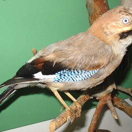 Чучело. Сойка. Garrulus glandarius.